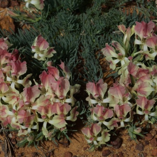 Lechenaultia macrantha